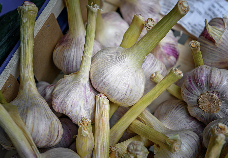 Cinque Terre Garlic Photograph by Joan Carroll