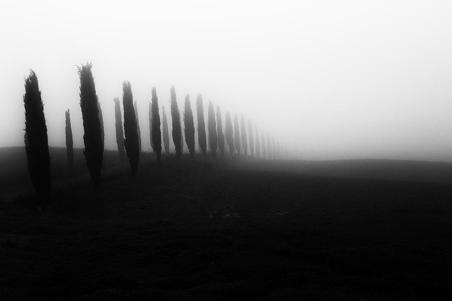 Black And White Photograph - Cipressi by Massimo Della Latta