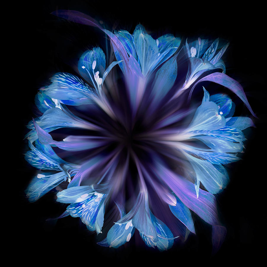 Flowers Still Life Photograph - Circle In Blue by Greetje Van Son