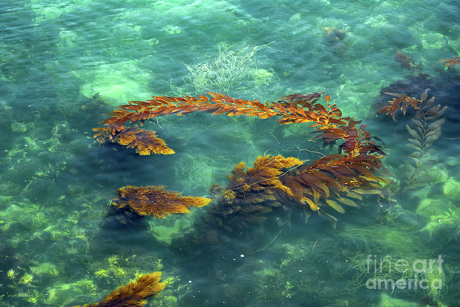 Seaweed Photograph - Circle of Glistening Seaweed by Susan Wiedmann