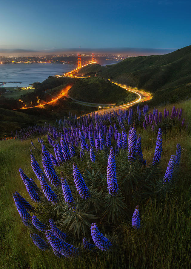 Golden Gate Bridge Photograph - Circles by Dianne Mao