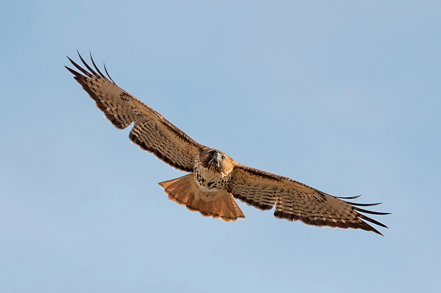 Circling Hawk Photograph by Loree Johnson