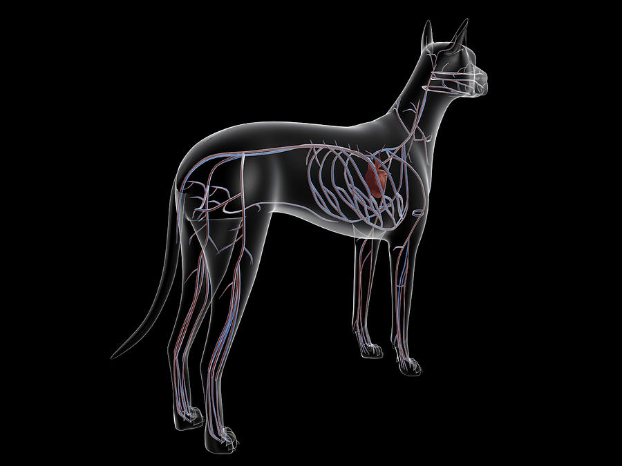 Circulatory System Of A Dog, X-ray Rear Photograph by Stocktrek Images