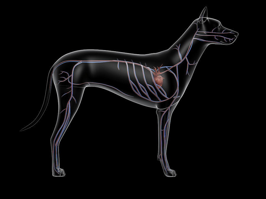 Circulatory System Of A Dog, X-ray Side Photograph by Stocktrek Images