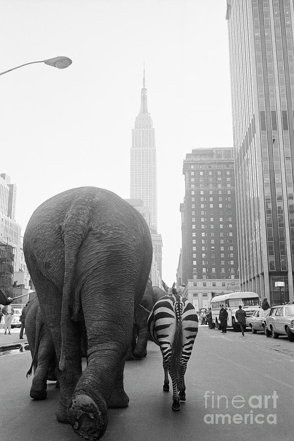 Circus Animals On 33rd Street Photograph by Bettmann