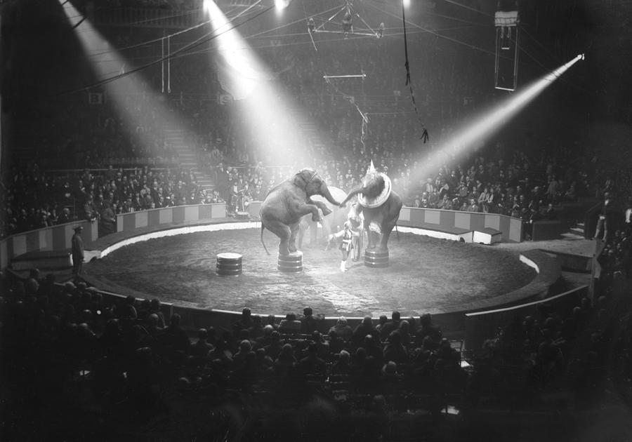 Circus Elephants Photograph by General Photographic Agency