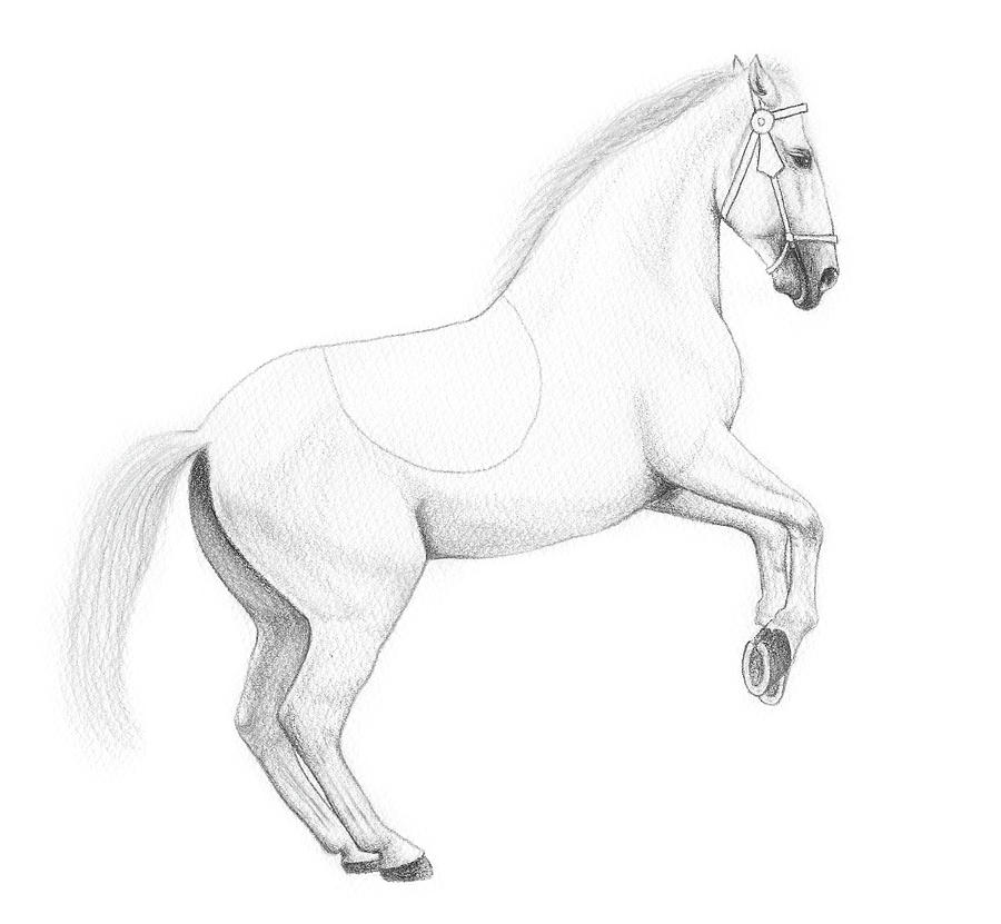 Black And White Drawing - Circus Horse, Pencil by Ele Grafton