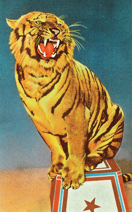 Jungle Drawing - Circus tiger by CSA Images