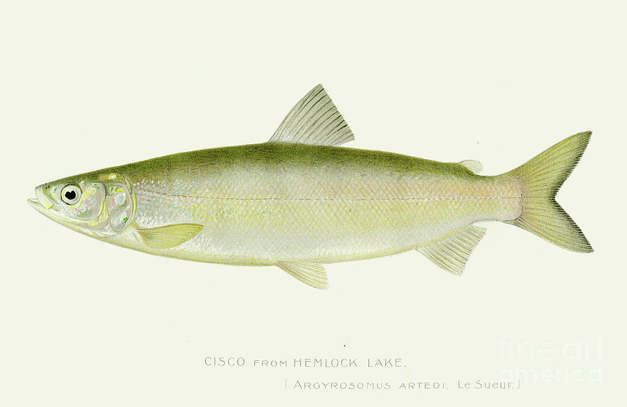Cisco Salmon Fish Illustration 1897 Digital Art by Thepalmer