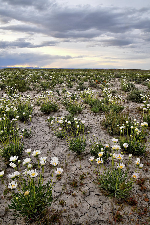 Cisco Wildflower Bloom in Utah Photograph by Ray Mathis