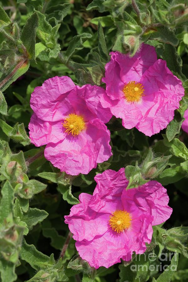 Cistus X Pulverulentus sunset Photograph by Dr Keith Wheeler/science Photo Library