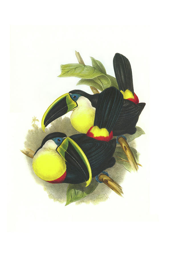 Citron-throated Toucan Painting by John Gould