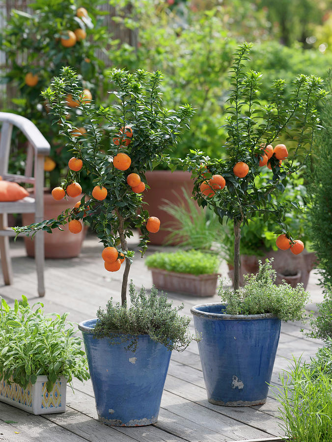 Citrus Aurantium Myrtifolia In Blue Tubs Photograph by Friedrich ...