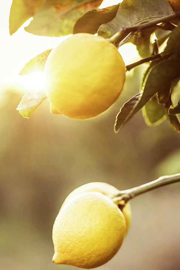 Citrus-lemon Digital Art by Antonino Bartuccio