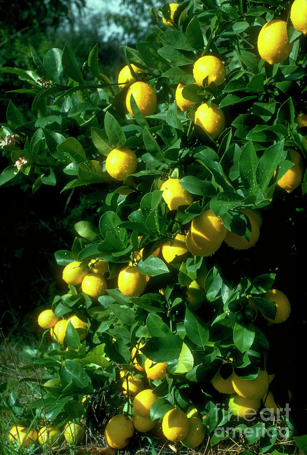 Citrus Limon. Photograph by Irene Windridge/science Photo Library