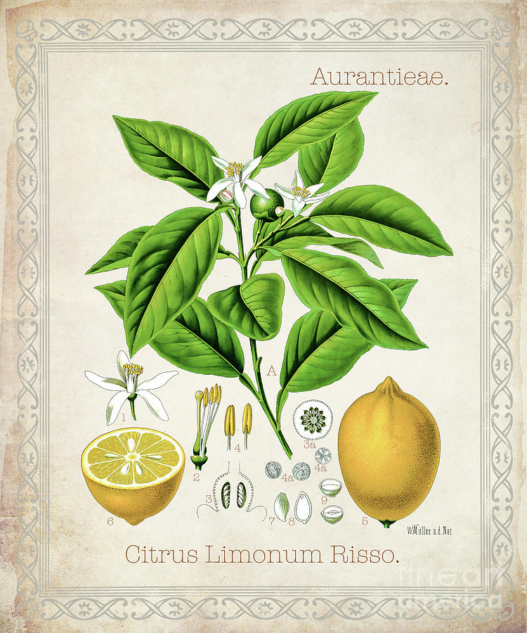Citrus Limonum Risso Digital Art by Jean Plout