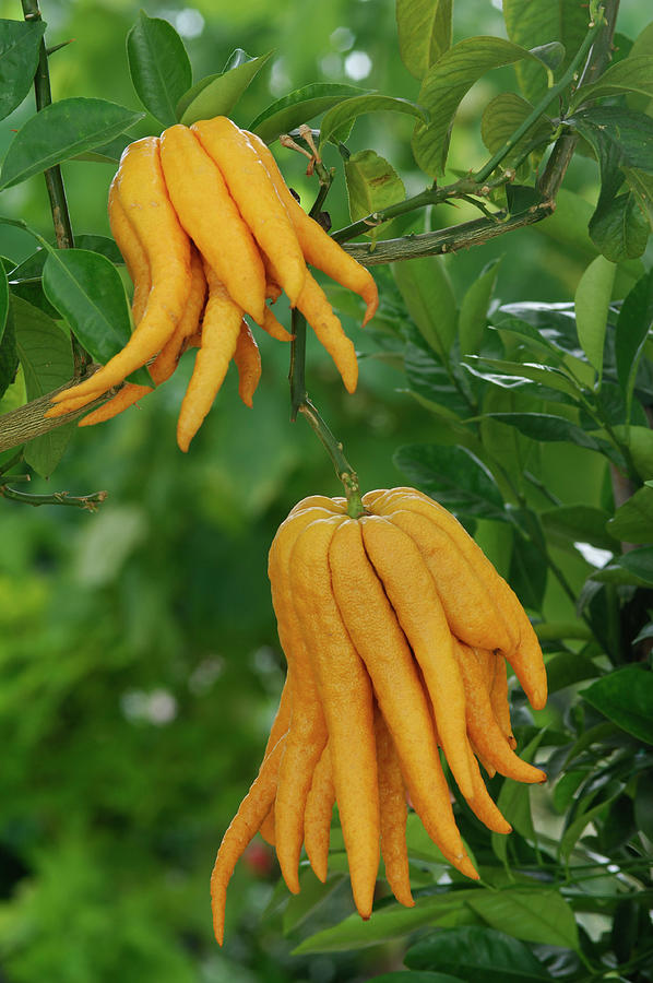 Buddhas Hand Citrus Medica Var Sarcodactylis Gehört Zu Den