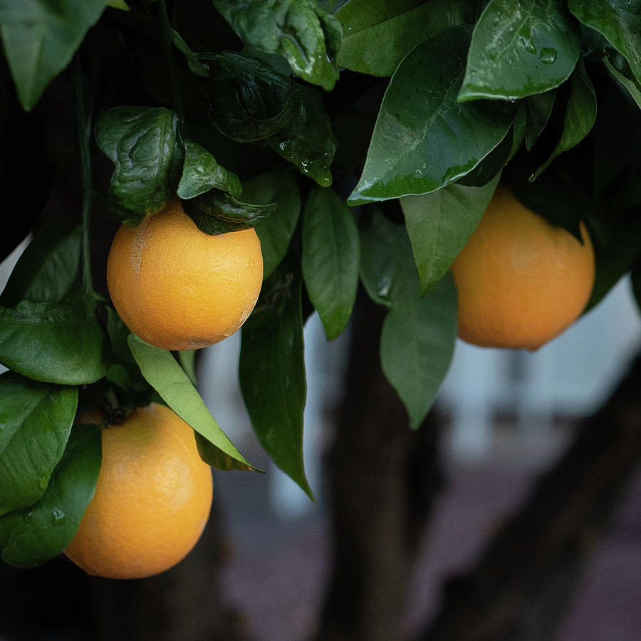 Citrus No. 1 Photograph by Al White