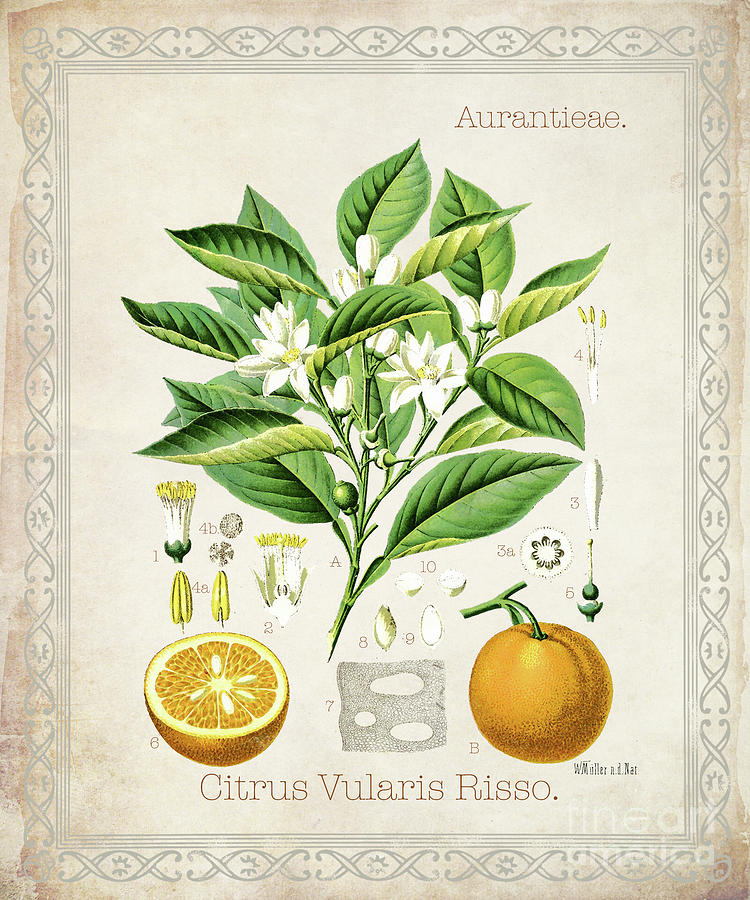 Citrus Vularis Risso Digital Art by Jean Plout