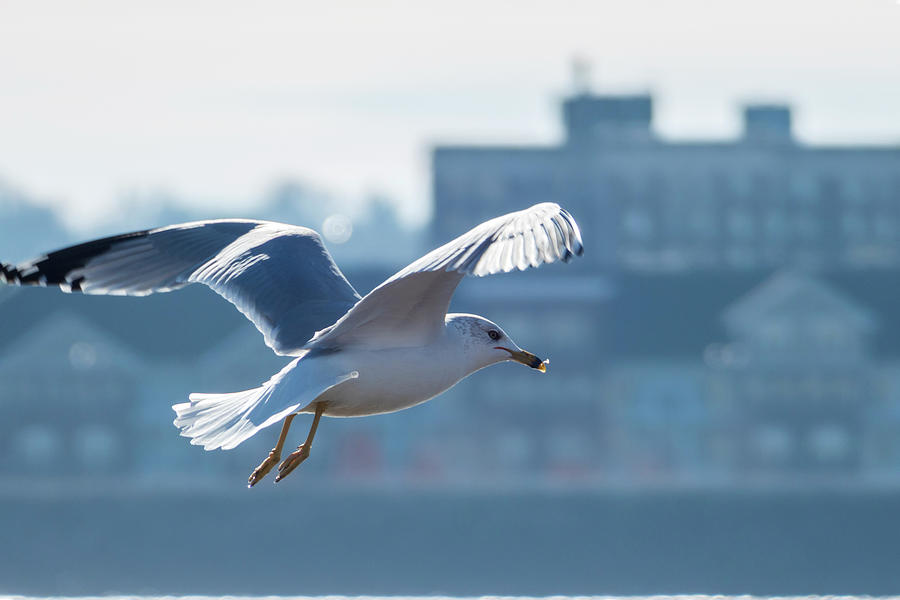 Ring Billed Gull in Flight Photograph by Sandra Js