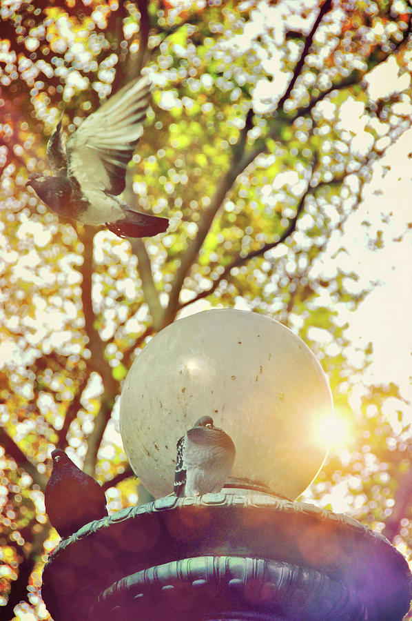 Garden Photograph - City Doves by JAMART Photography