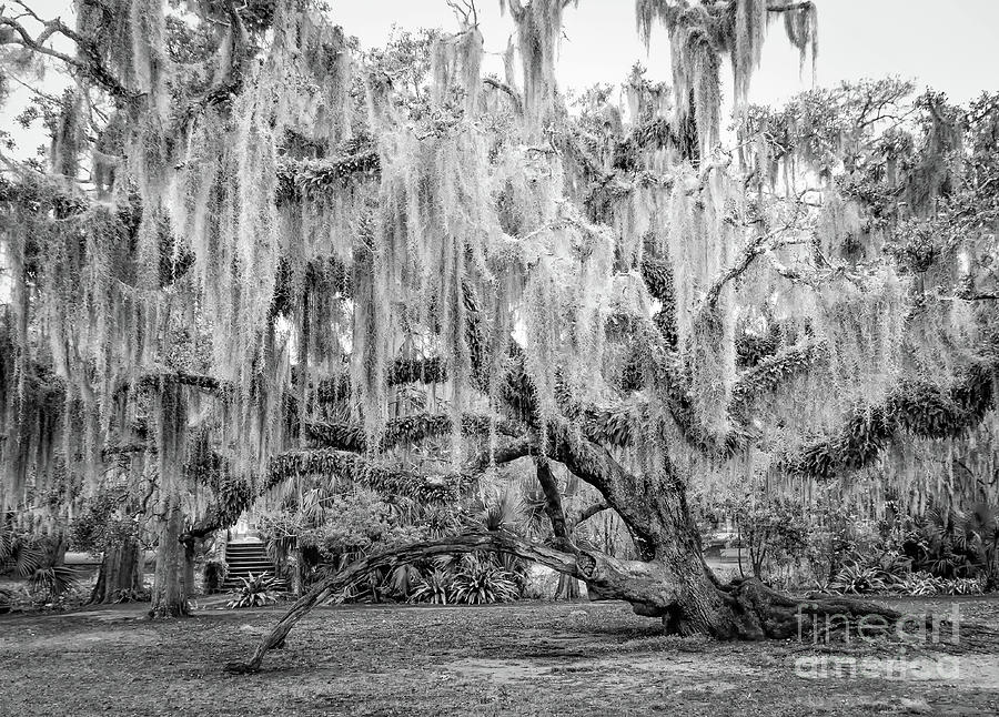 City Park New Orleans in Winter - BW Photograph by Kathleen K Parker