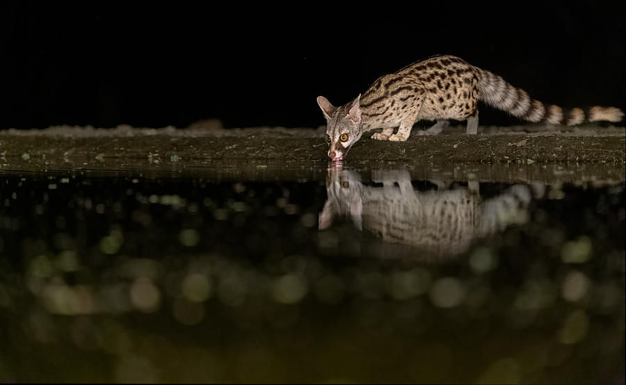 Civet Cat At Night Photograph by Jie Fischer