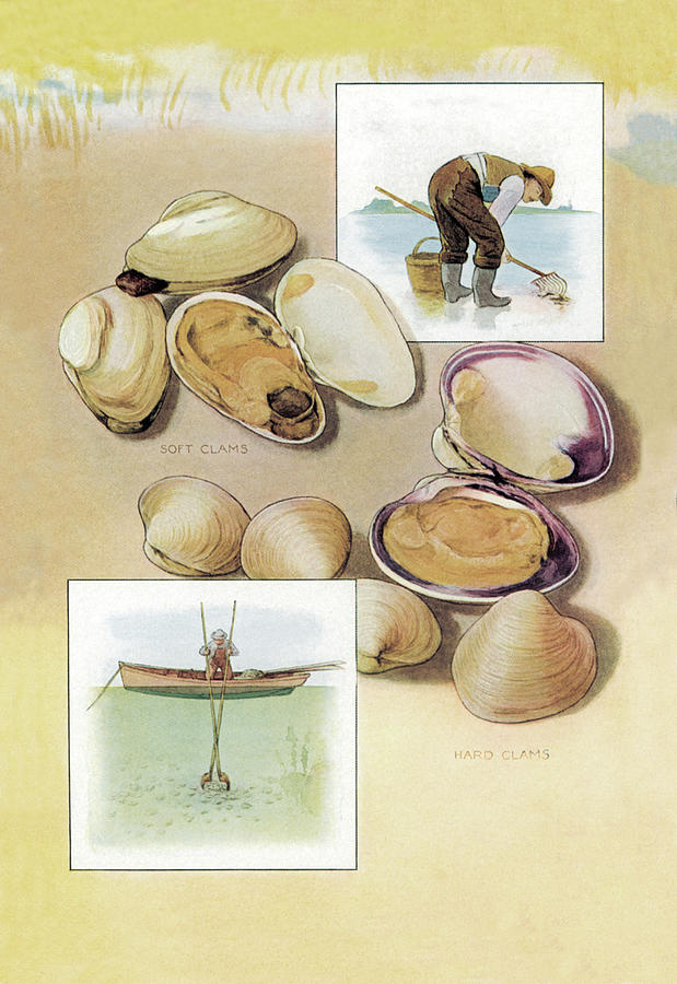 Shell Painting - Clams by Artemas Ward