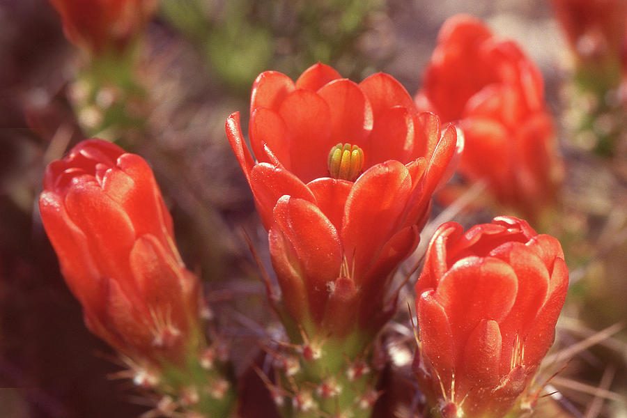 Claret Cup Cactus 32 Photograph by Jerry Griffin