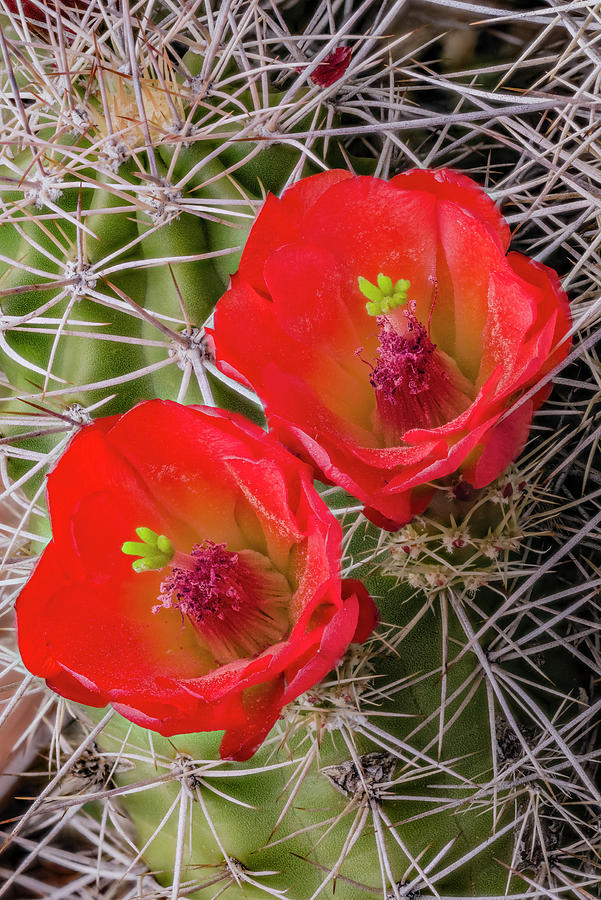 Claret Cup Cactus Flowers Photograph by Jeff Foott