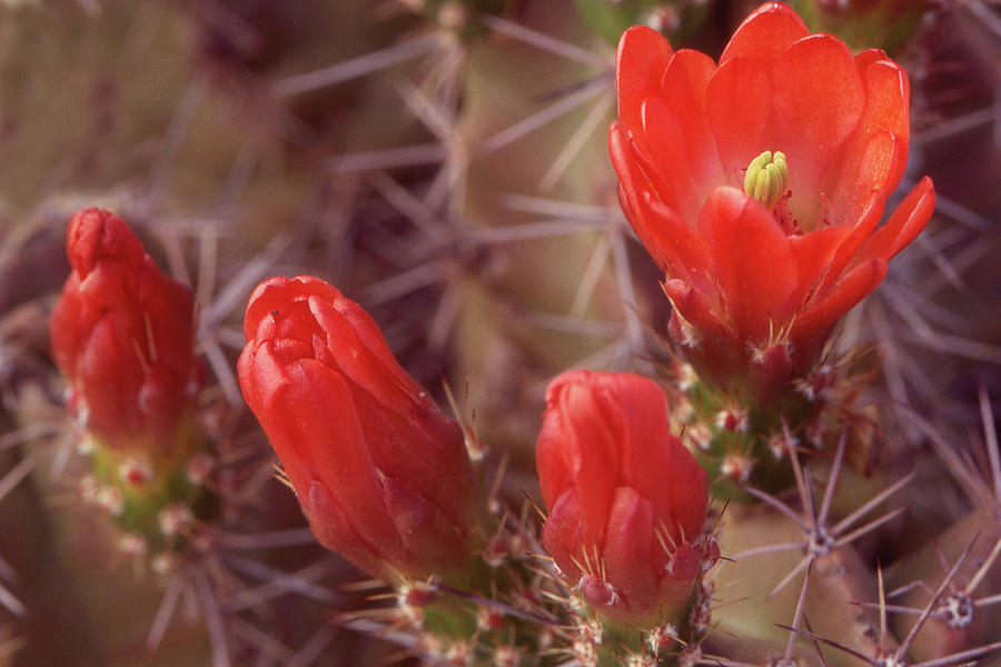 Claret Cup Cactus Grouping Photograph by Jerry Griffin