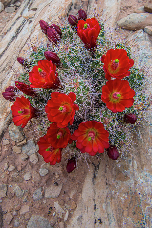Claret Cup Cactus In Arches Photograph by Jeff Foott