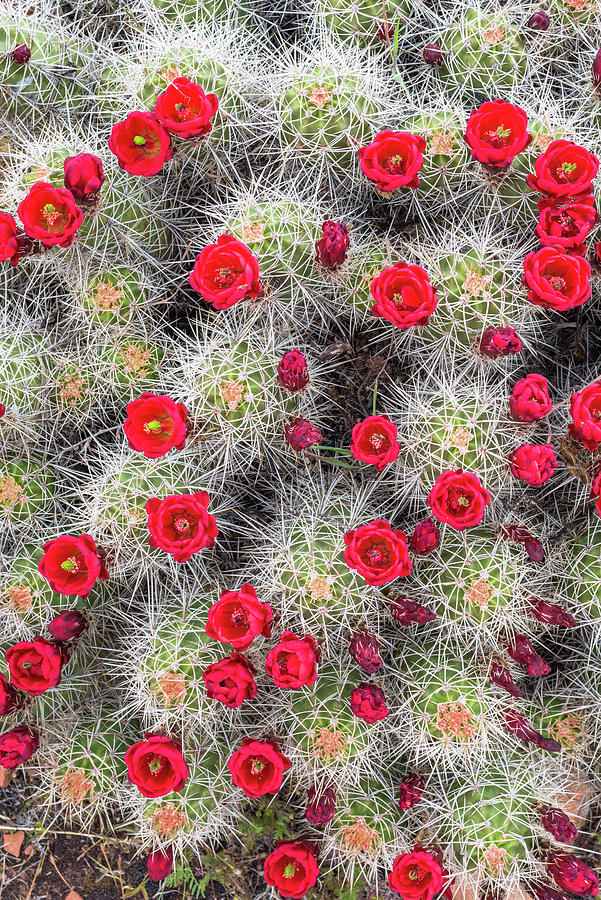 Claret Cup Cactus In Bloom Photograph by Jeff Foott