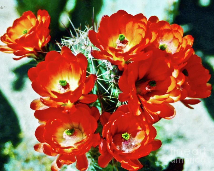 Claret Cup Cactus Photograph