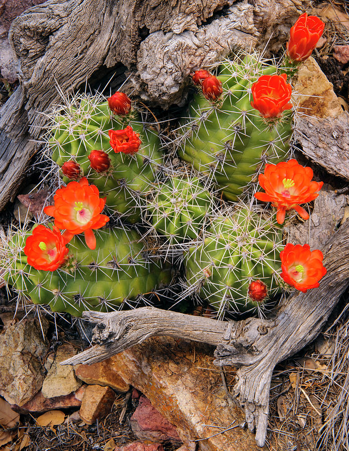 Nature Photograph - Claret Cup Cactus by Michael Blanchette Photography