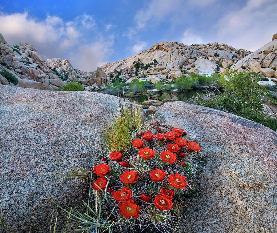 Claret Cup Cactus Near Barker Pond Trail, Joshua Tree National Park, California Photograph by Tim Fitzharris