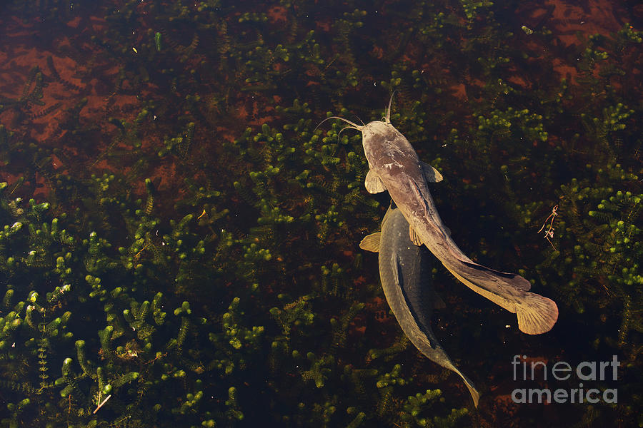 Clarias Gariepinus Or African Sharptooth Catfish H Photograph By Alon Meir Fine Art America