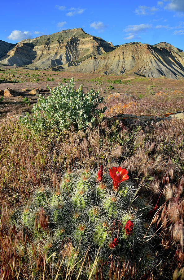 Clarion Cactus Blooms in Book Cliffs Desert Photograph by Ray Mathis