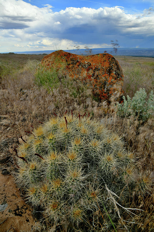 Clarion Cactus in Book Cliffs Photograph by Ray Mathis