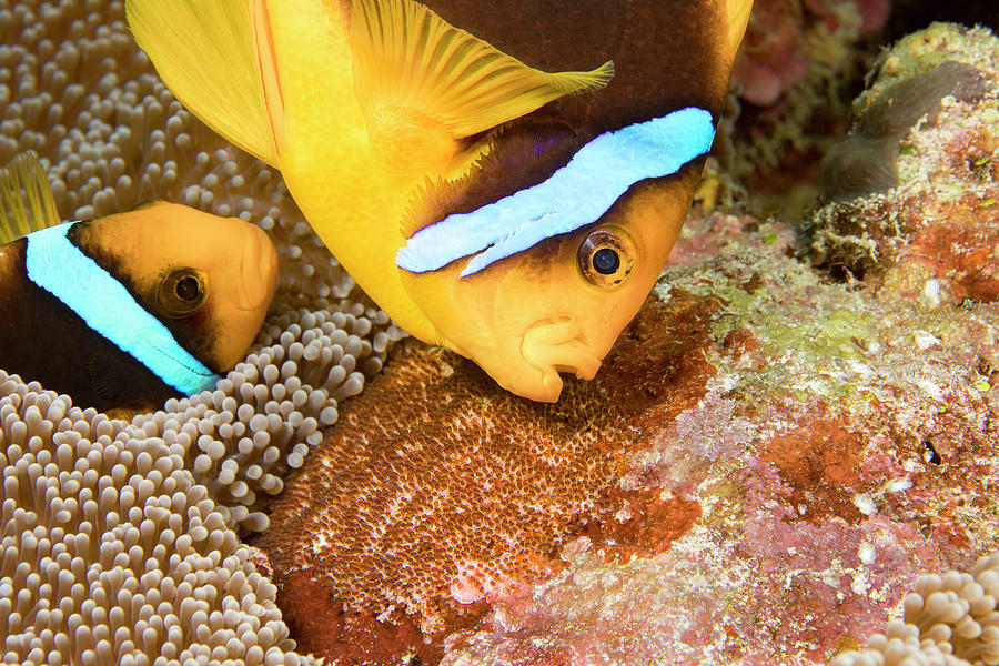 Clark 's Anemonefish, Pair Tending To Egg Mass, Micronesia Photograph ...