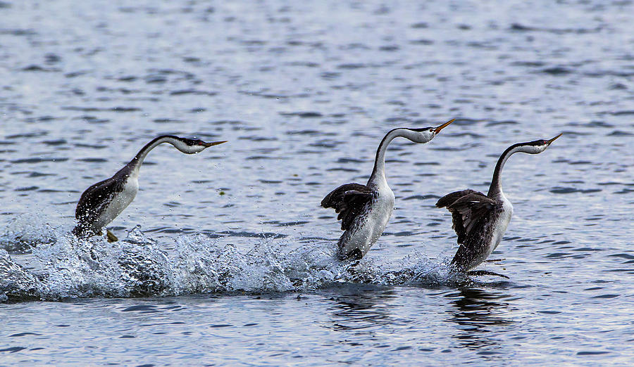 Clark\s And Western Grebes Mating Ceremony Photograph by Verdon