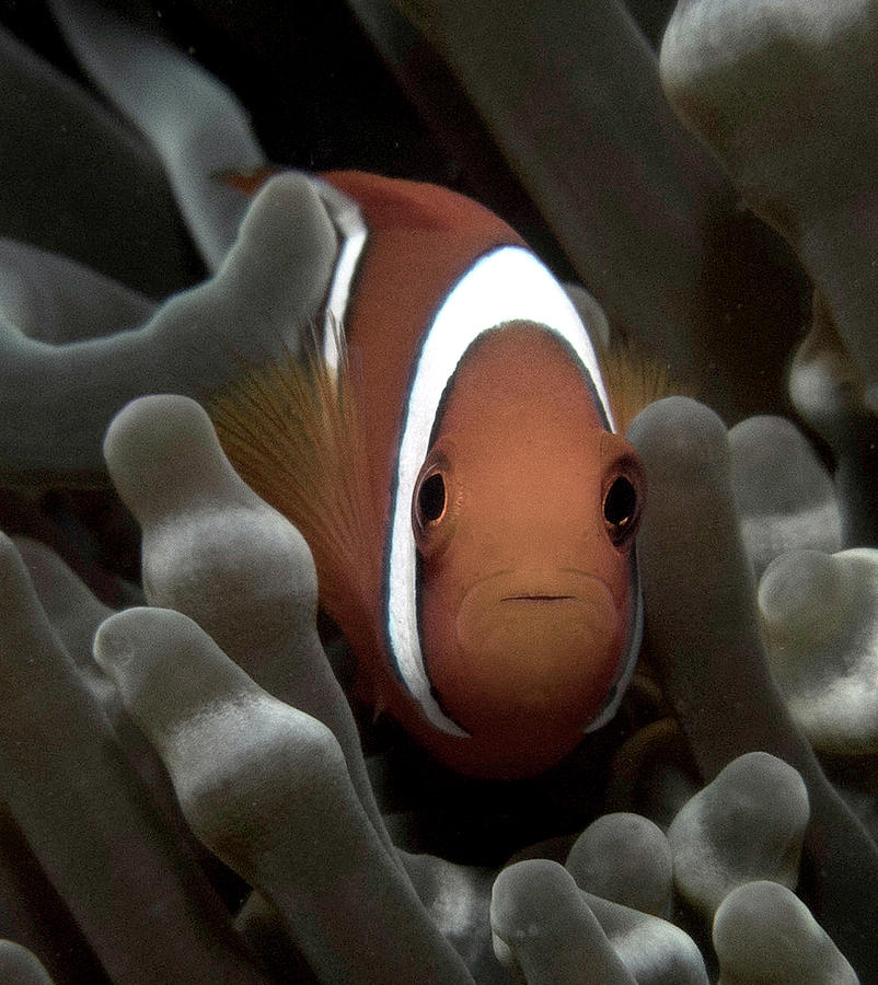 Clarks Anemone Fish, Subdued Photograph by Gary Hughes