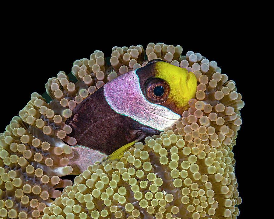 Clarks Anemonefish Amphiprion Clarkii Photograph by Bruce Shafer