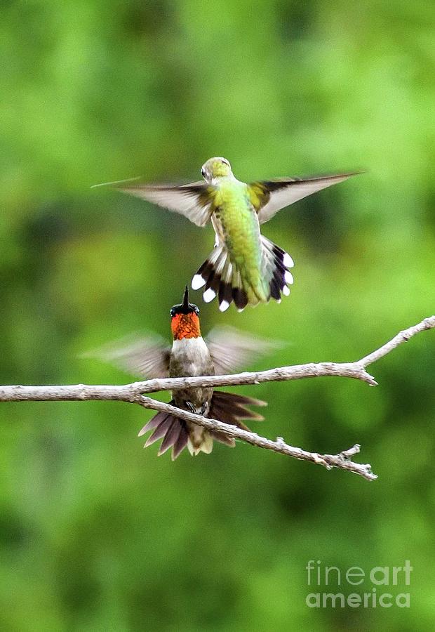 Hummingbird Photograph - Clash Of The Ruby-throated Hummingbirds by Cindy Treger