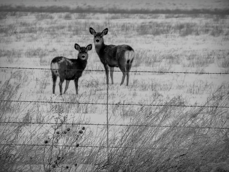 Classic Black and White Deer in Wyoming  Photograph by Cathy Anderson