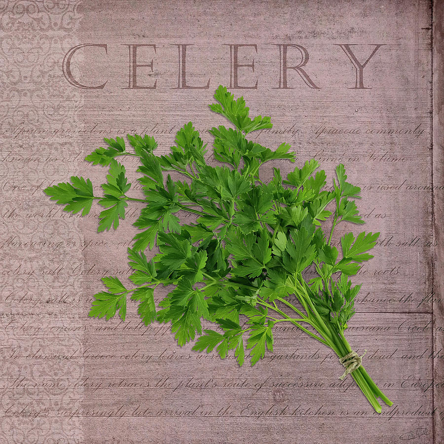 Typography Photograph - Classic Herbs Celery by Cora Niele