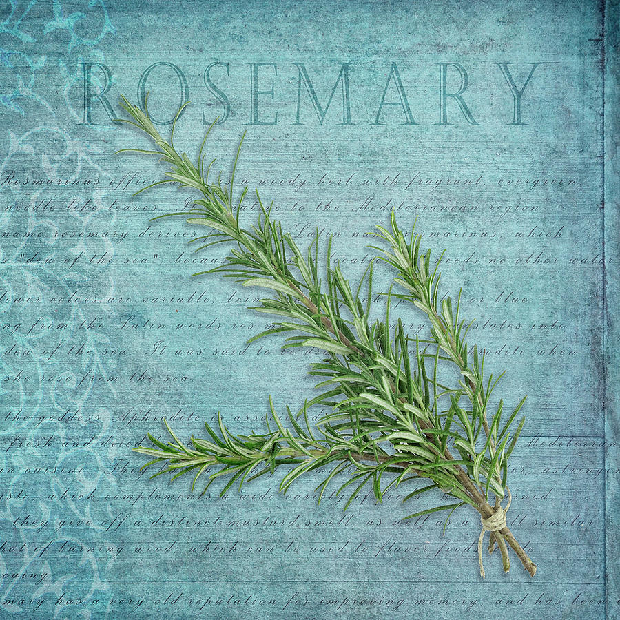 Typography Photograph - Classic Herbs Rosemary by Cora Niele