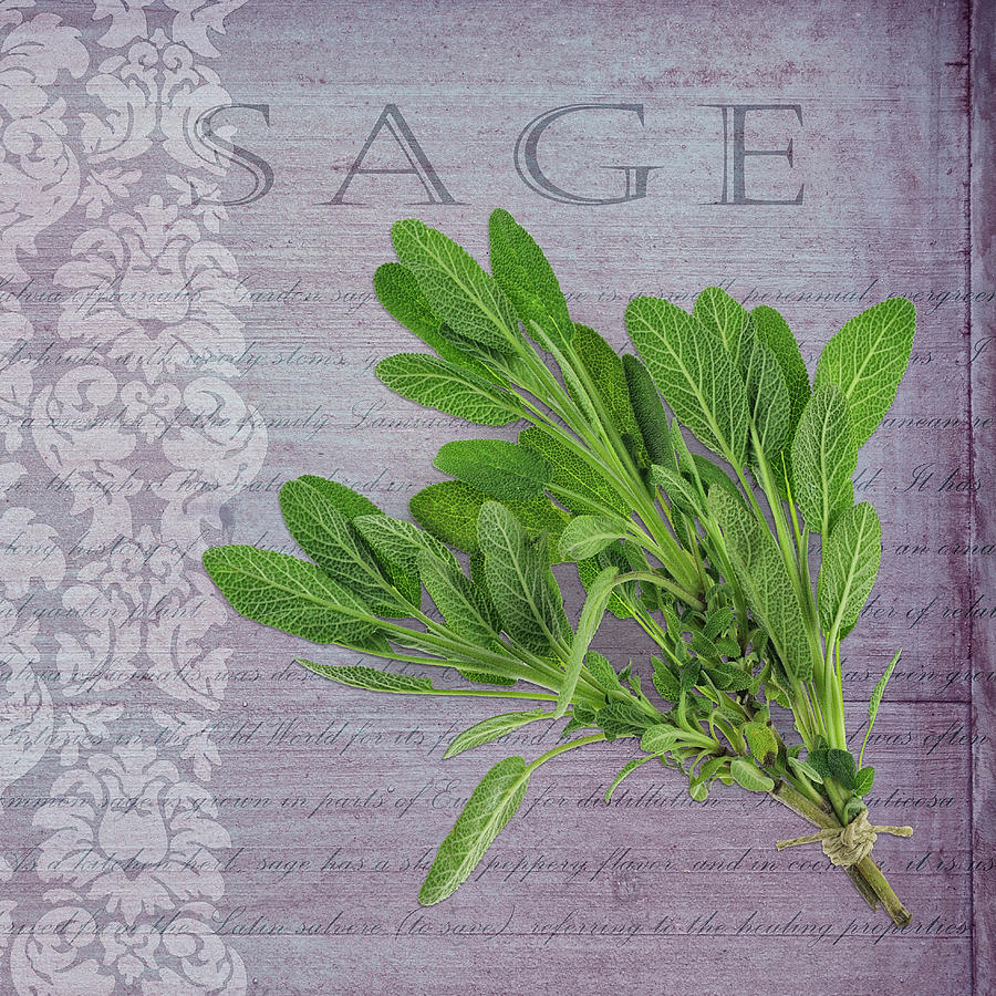 Typography Photograph - Classic Herbs Sage by Cora Niele