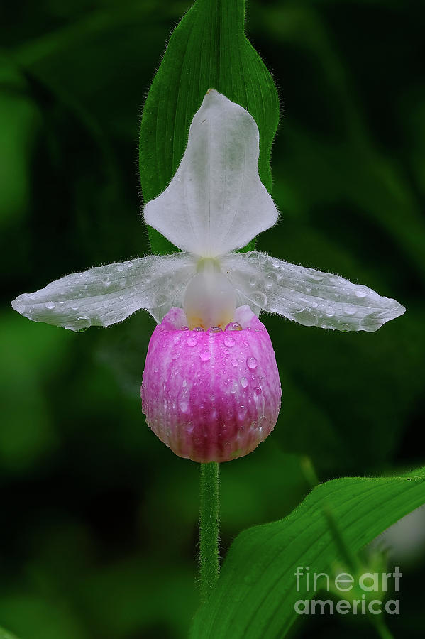 Classic Lady Slipper Photograph by Bill Frische