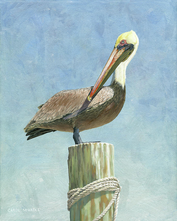 Classic Pelican Painting by Carol McArdle - Fine Art America